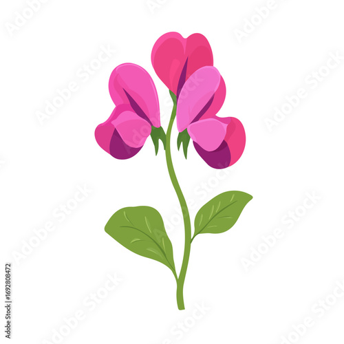 Sweet Pea Flower, flat style 2D vector image, isolated on a white background