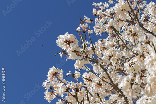 Muitos galhos de ipês carregados de cachos de flores brancas com céu ao fundo. Espaço para texto.