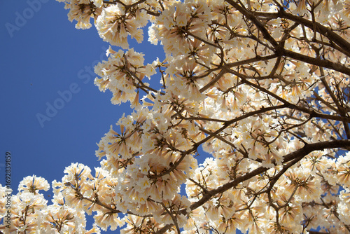  Muitos galhos de ipês carregados de cachos de flores brancas com céu ao fundo. Com espaço para texto.