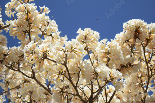 Muitos galhos de ipês carregados de cachos de flores brancas com céu ao fundo. Com espaço para texto.