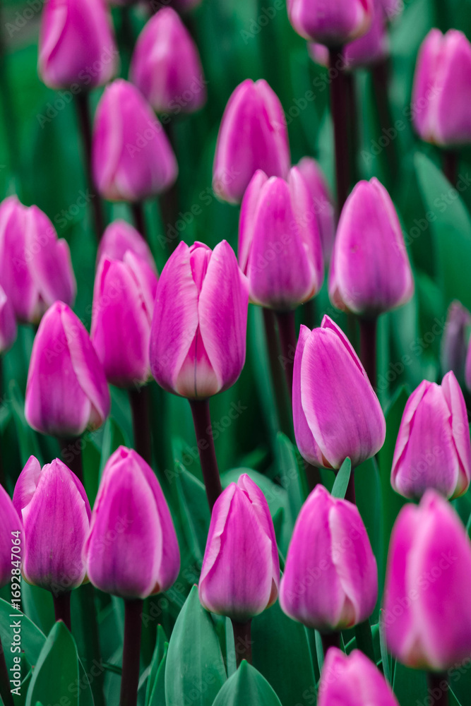 Obraz premium pink tulips in the garden