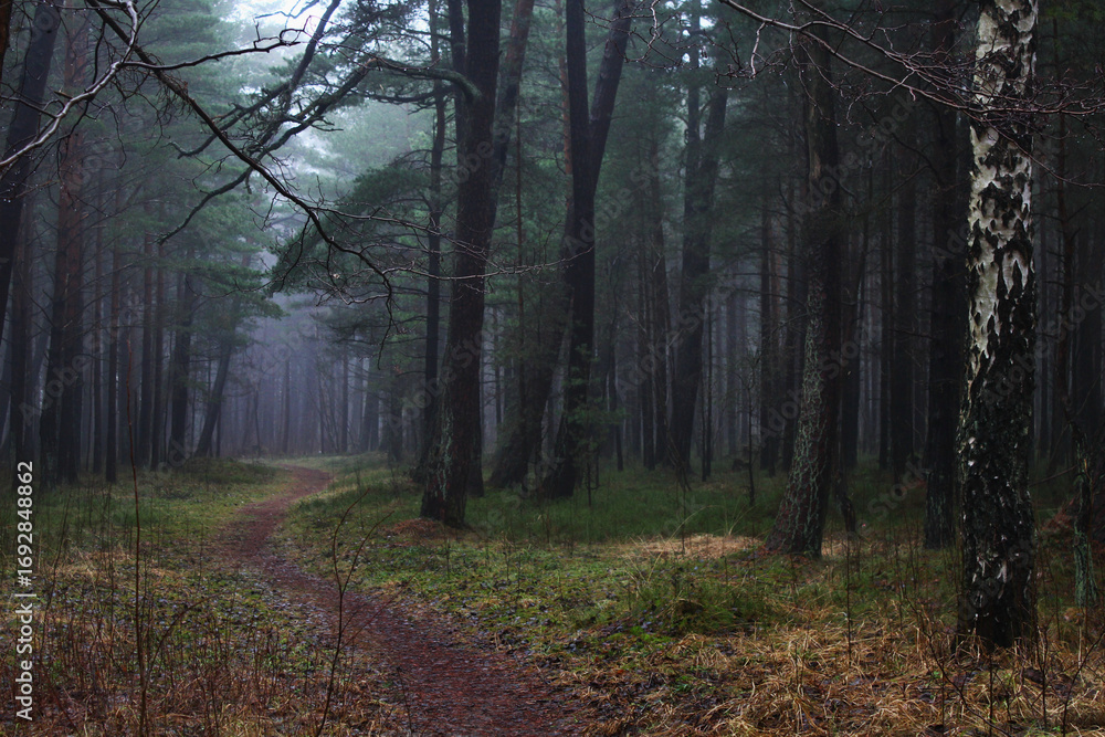 Fototapeta premium path in the woods