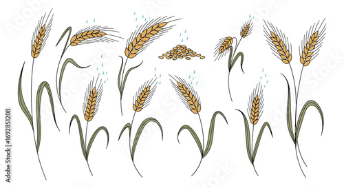 Collection of golden wheat stalks with green leaves illustrating grain growth and harvest