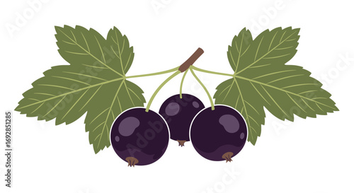 Vibrant blackcurrants with green leaves a healthy and delicious berry harvest