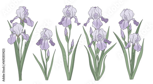 Collection of elegant purple irises with long green stems and leaves on a white background