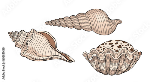 Three different types of seashells displayed on a white background