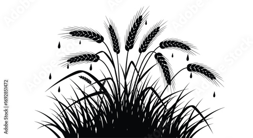 Abstract black and white illustration of a wheat field with droplets of water falling onto the stalks