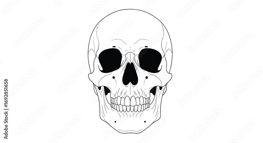 Fototapeta premium Anatomical drawing of a human skull frontal view detailed outline rendering