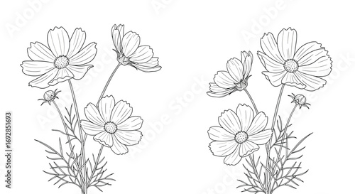 Delicate floral illustrations of cosmos blossoms with fine petals and leafy stems a classic botanical artistry