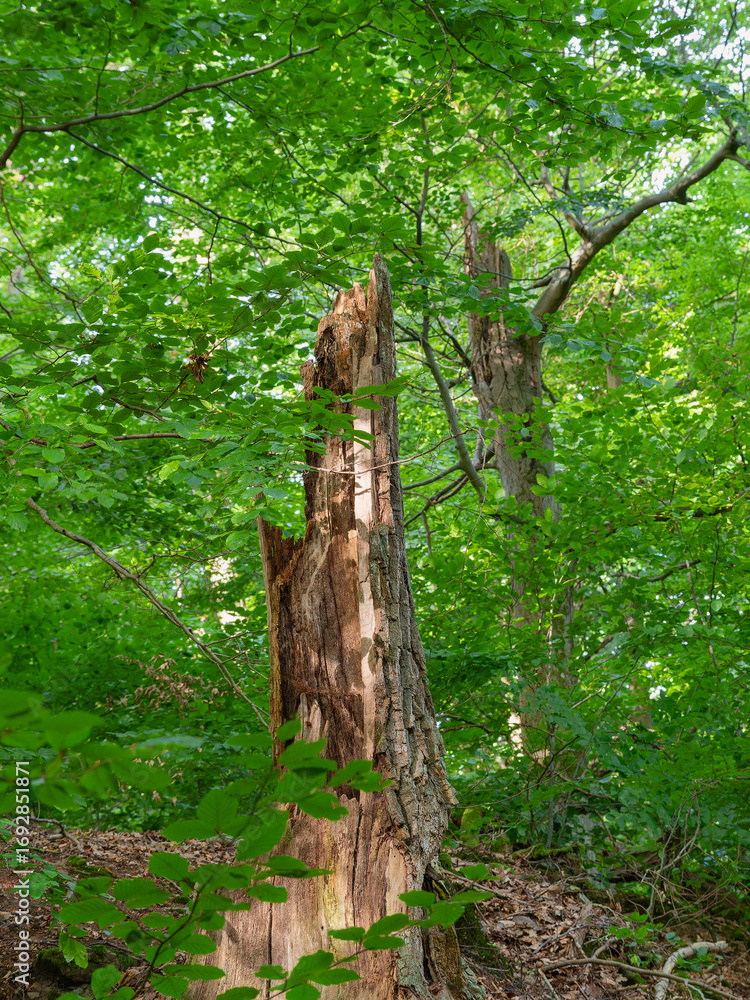 Fototapeta premium Feines leuchtendes grünes Buchenlaub im Mischwald September