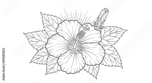 A detailed pencil sketch of a blooming hibiscus flower surrounded by leaves