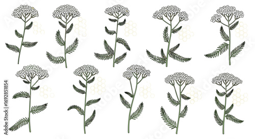 Botanical illustration of achillea millefolium herb plants in a repeating pattern