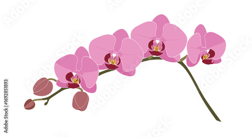 Delicate pink orchids bloom on a slender stem with unopened buds a symbol of natural beauty and elegance