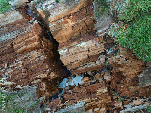 Fototapeta Morbides Holz im Forst am Waldboden, Zersetzung mit feiner Struktur