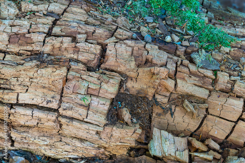 Obraz na plátně Morbides Holz im Forst am Waldboden, Zersetzung mit feiner Struktur