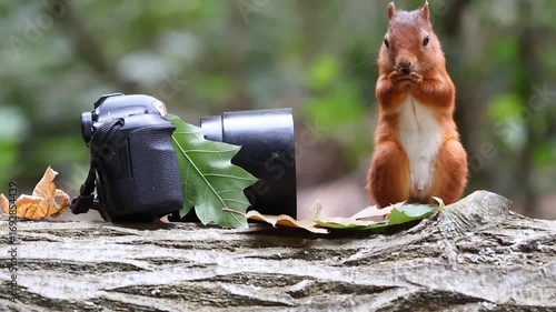Red squirrel posing beside a professional camera on a log, as if preparing for a photo shoot