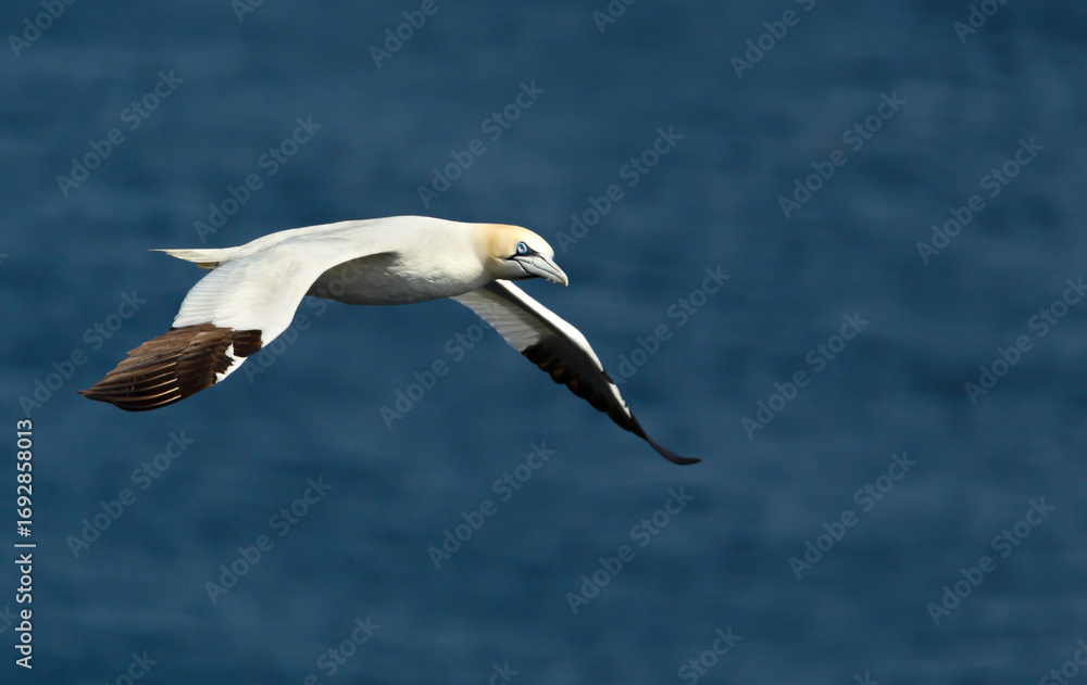 Obraz premium Northern gannet in flight over the blue sea