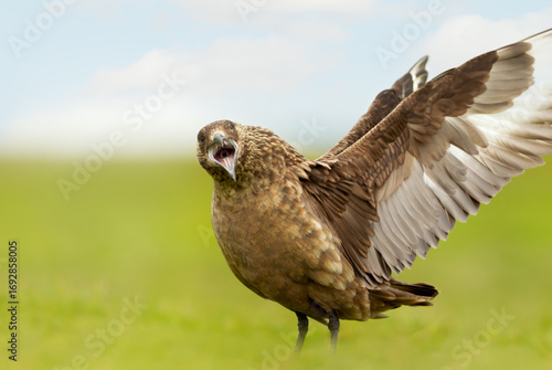 Great skua with wings spread calling on coastal grassland