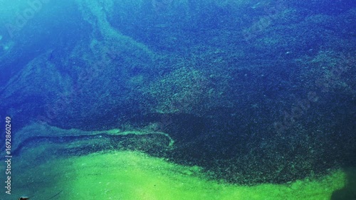 Verdant aquatic plants forming intricate patterns across contaminated blue water, highlighting ecosystem fragility and environmental deterioration risks