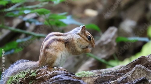 Chipmunk stands on a piece of bark, pausing mid-motion with its tiny paws held up