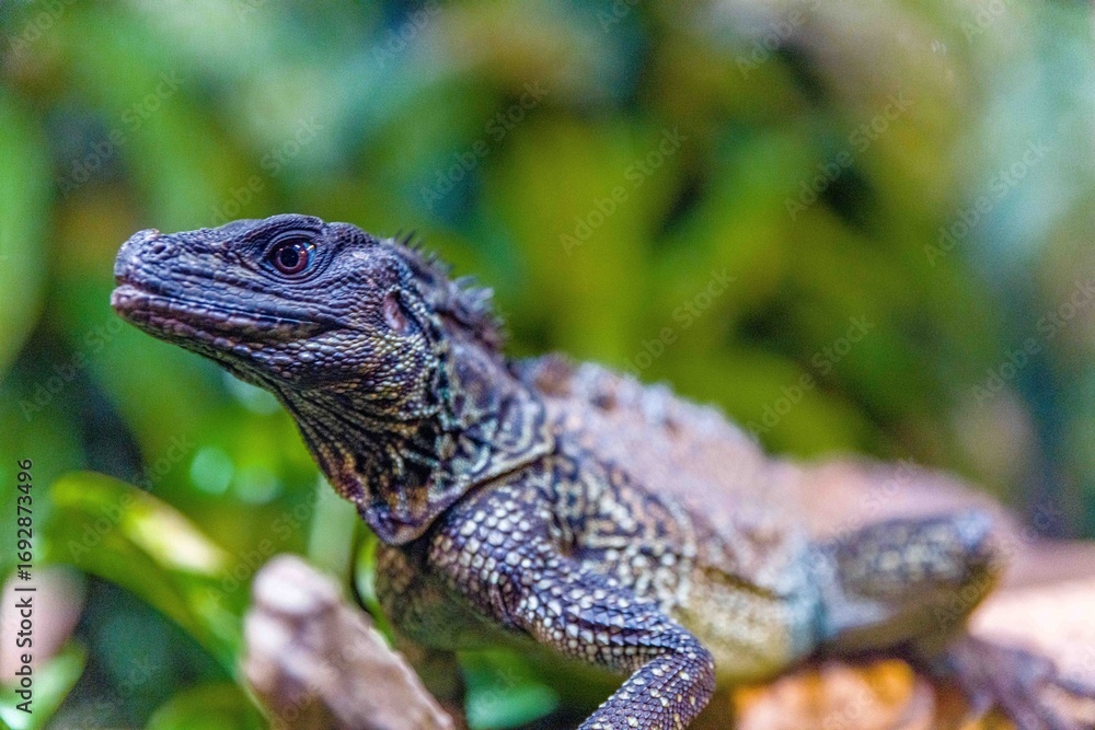 Obraz premium lizard