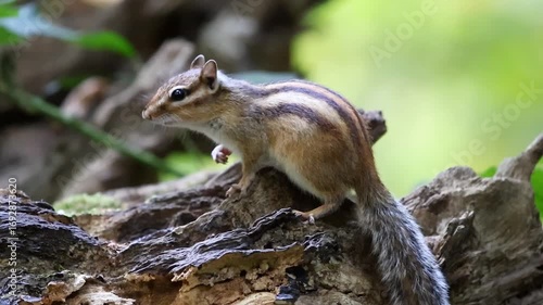 Curious chipmunk striking a standing pose on a gnarled log, looking directly at the camera