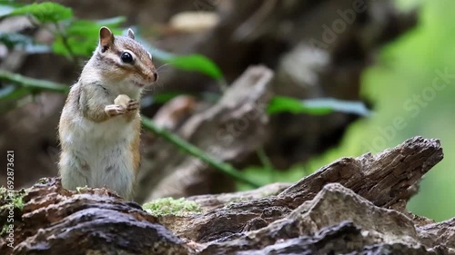 Chipmunk quietly munches on a snack while sitting comfortably on textured bark