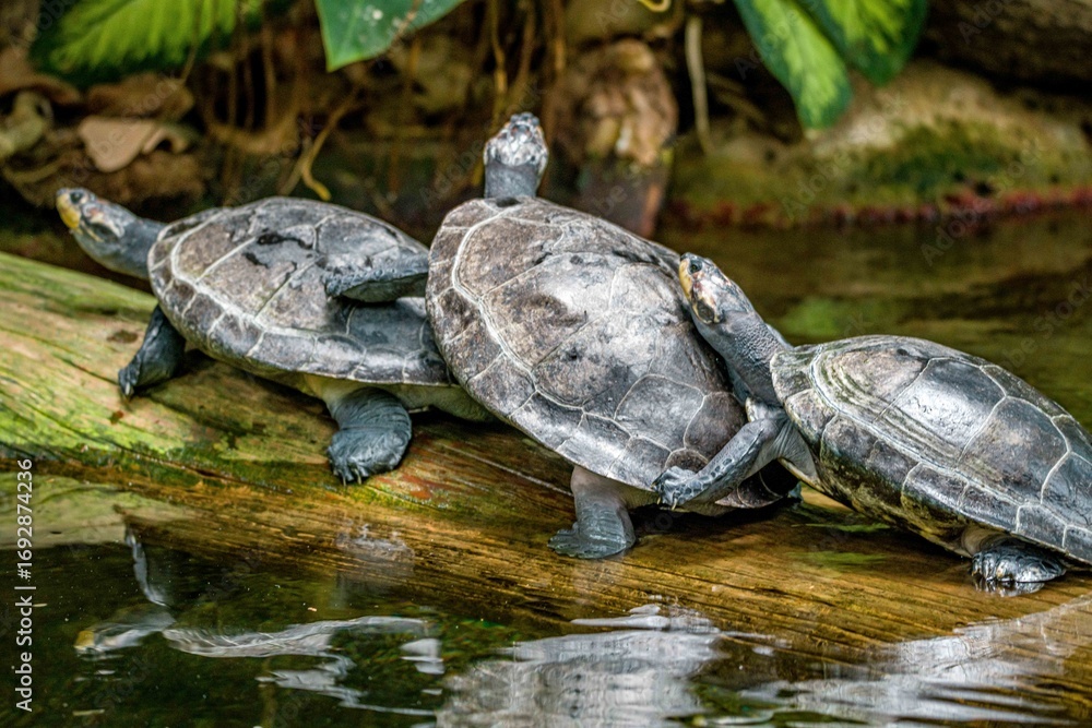 Obraz premium turtle