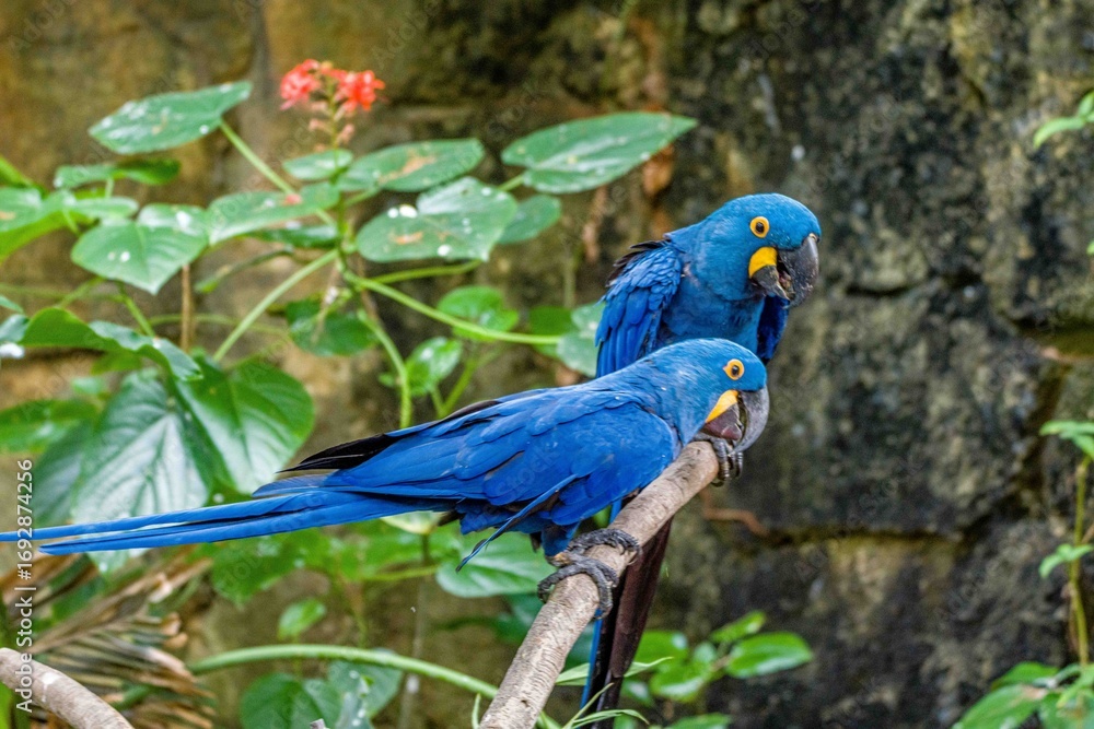 Obraz premium parrot