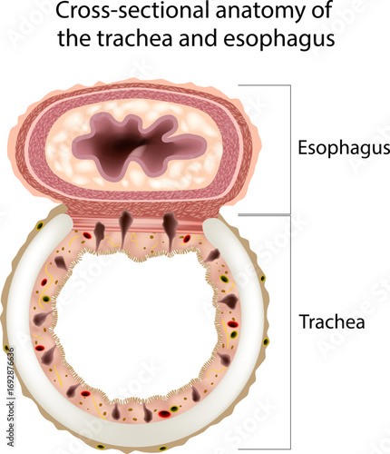 Cross Section Anatomy of Trachea and Esophagus Medical Illustration. Detailed Anatomical Cross Section of Trachea and Esophagus