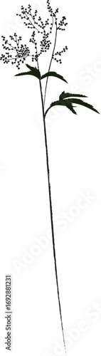 Yarrow is a medicinal plant of meadows and fields. Sketch with a black outline and a simple drawing.