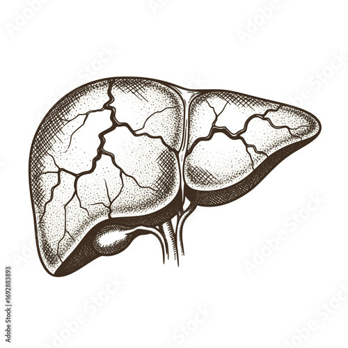 Detailed illustration of a human liver in vintage style  