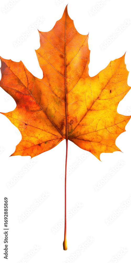 Fototapeta premium Vibrant orange and yellow maple leaf isolated against a solid transparent background