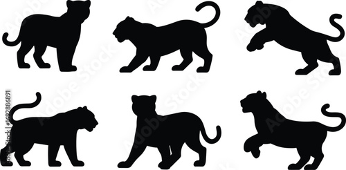 Wild panther tiger silhouettes vector illustration, big cat animal shapes, walking standing jumping poses, jungle wildlife predator icons, black shadow design elements