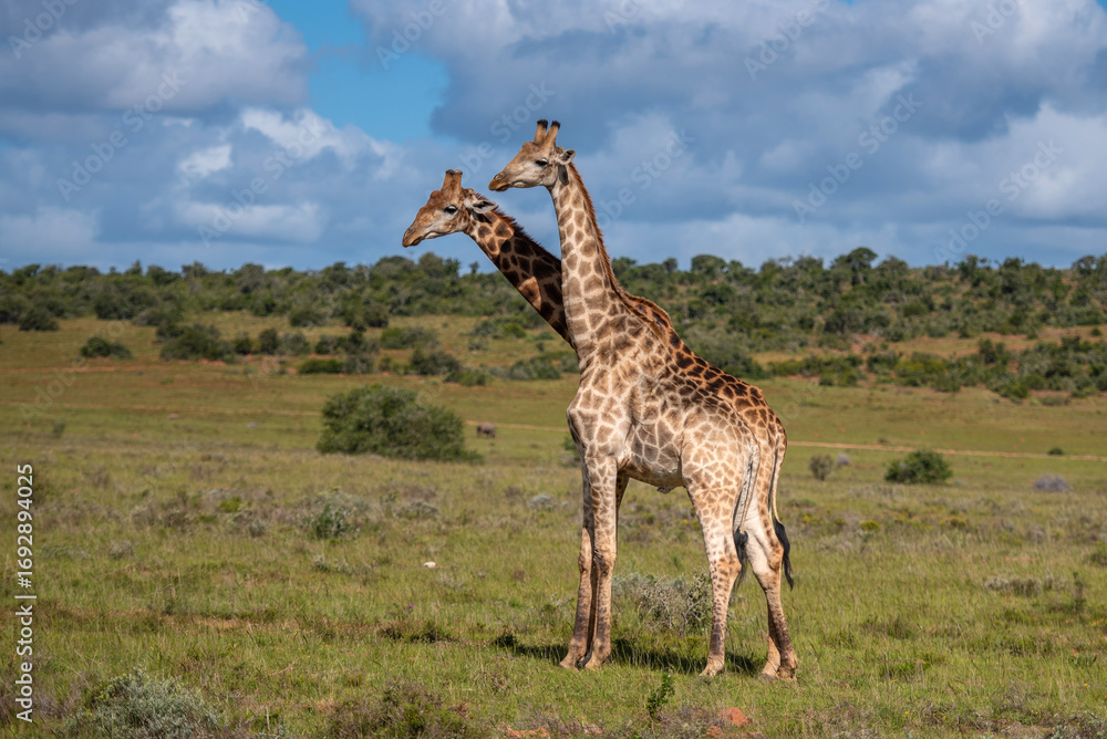 Obraz premium Giraffen Paar in der Wildness in Südafrika