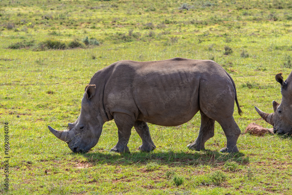 Obraz premium Nashorn in der Wildness in Südafrika