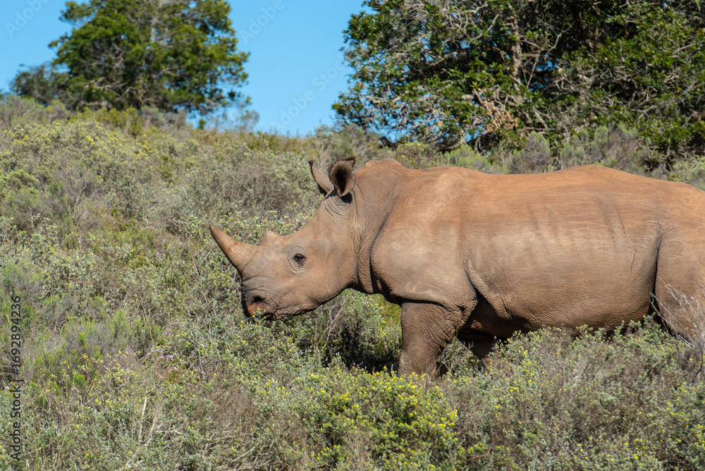 Obraz premium Nashorn in der Wildness in Südafrika