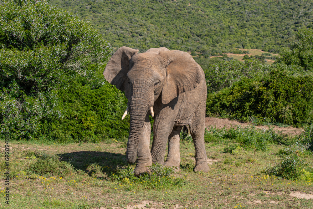 Obraz premium Elefant in der Wildness in Südafrika