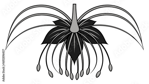 Minimalist Black and Grey Gradient Bat Flower Tacca Chantrieri Vector Illustration