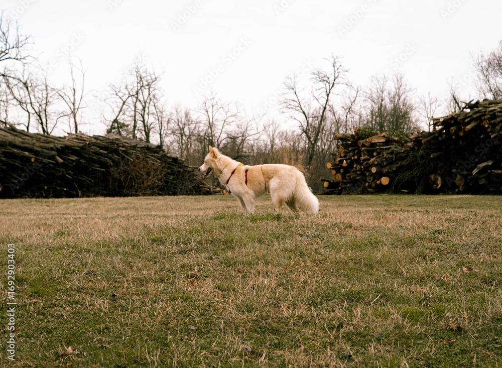 Fototapeta premium Siberian Husky dog with light fur and blue eyes walking and playing outdoors in nature, on paths, fields and near water.