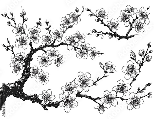Detailed black and white illustration of blossoming cherry or plum branches