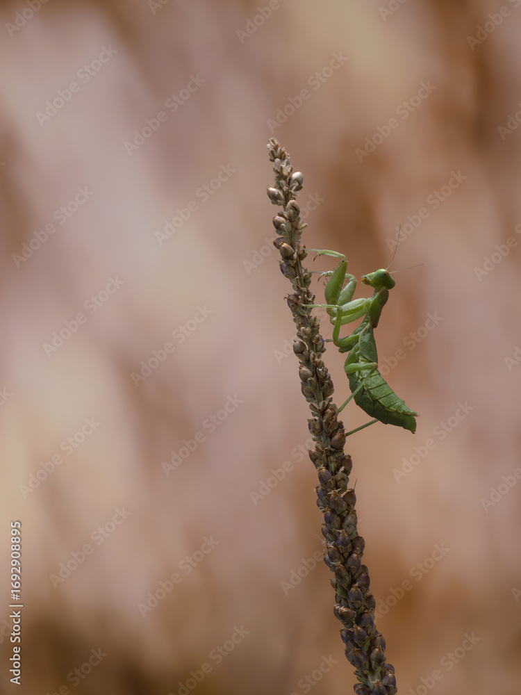 Fototapeta premium MANTIS RELIGIOSA EN UNA PLANTA ALARGADA