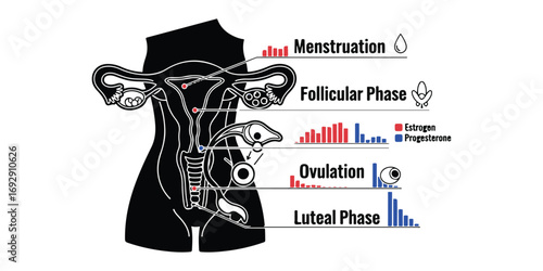 An illustration depicting the female reproductive organs and the hormonal changes during the menstrual cycle phases.
