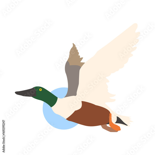 Mallard Duck in Flight: Depicting a mallard duck in full flight against a simple backdrop, conveying the essence of freedom and movement. This image encapsulates the graceful avian movement.