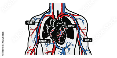 PDiagram showing the human heart, lungs, arteries, and veins, illustrating blood flow throughout the torso.