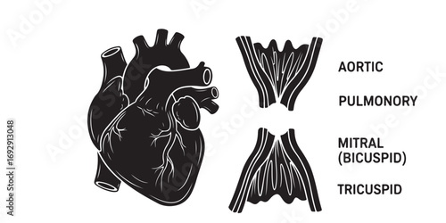 A black and white illustration showing a human heart alongside detailed diagrams of the aortic, pulmonary, mitral, and tricuspid valves.