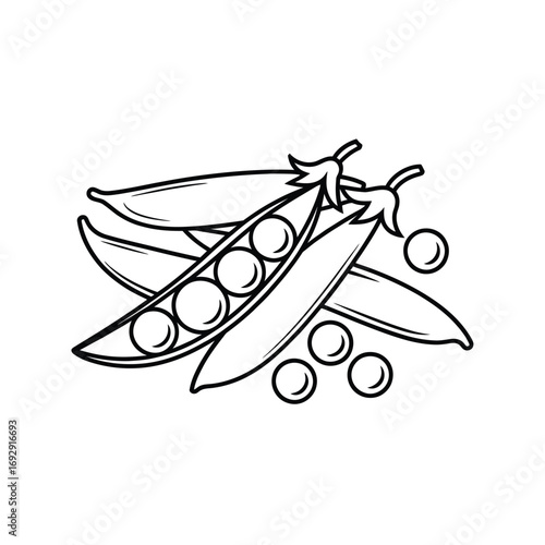 Hand drawn sketch of fresh peas in pods and loose peas