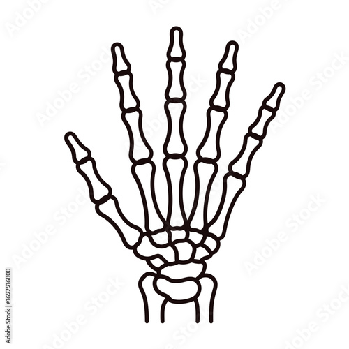 Anatomical illustration of a human hand skeleton with clear outlines
