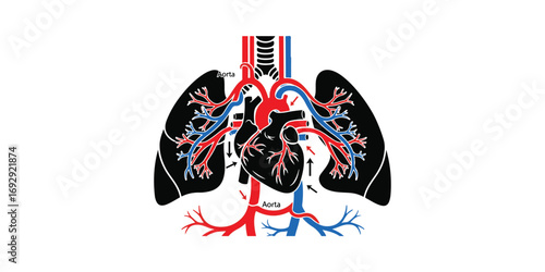 A stylized, colorful illustration of the lungs, heart, trachea, and major blood vessels, presented against a white background.