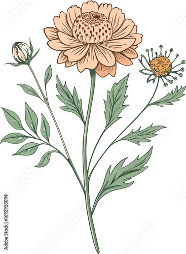 vector illustration of flowers
